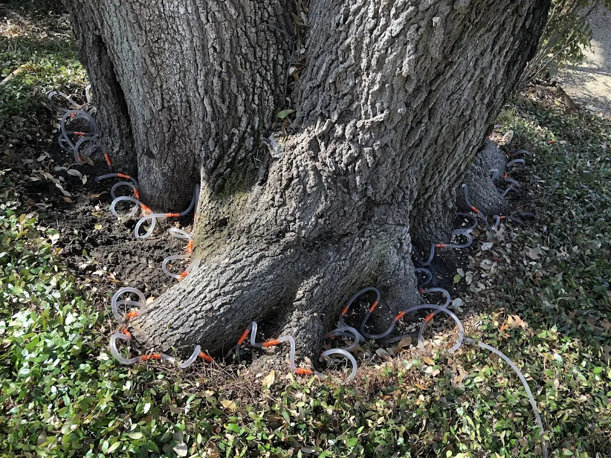 Detailed Tree Cabling and Bracing job site in East Montpelier