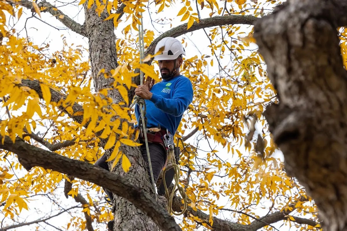 Skilled Tree Pruning crew working in East Montpelier